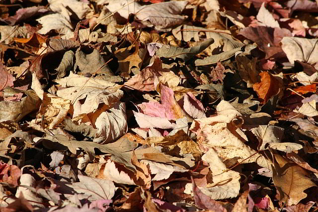 folhas mortas - cobertura do solo / mulch