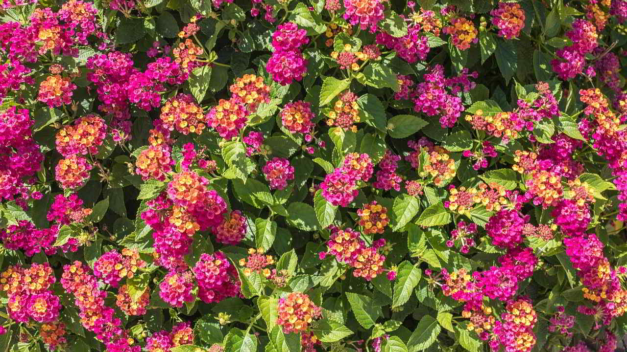 Lantana, a planta cujas flores mudam de cor com o passar do tempo.
