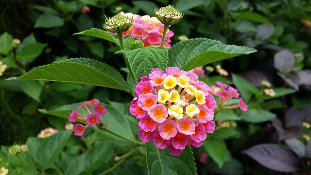 Flores Lantana camara 'feston rose'