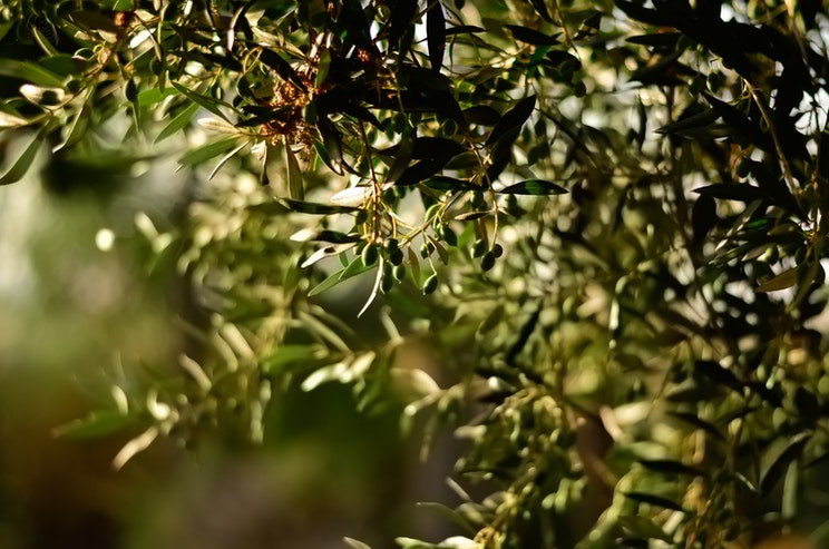 oliveira: azeitonas e folhas